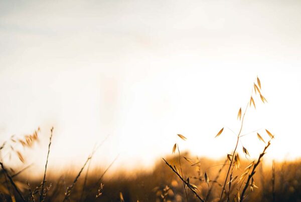 Close-up photo of brown grass at sunset